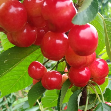 布鲁克斯樱桃（保证纯正品种）