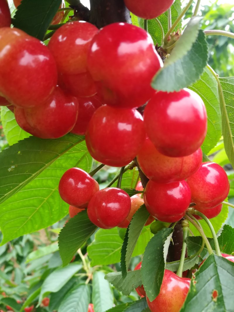 布鲁克斯樱桃（保证纯正品种）