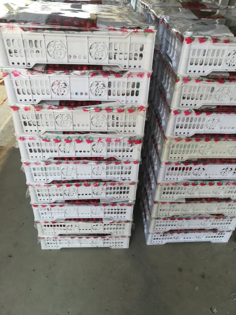 布鲁克斯樱桃（保证纯正品种）