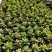 虎刺梅山东青州草花苗木基地直发一手货源