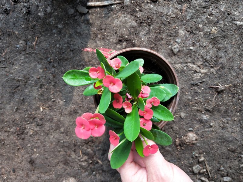 虎刺梅山东青州草花苗木基地直发一手货源