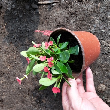 虎刺梅山东青州草花苗木基地直发一手货源