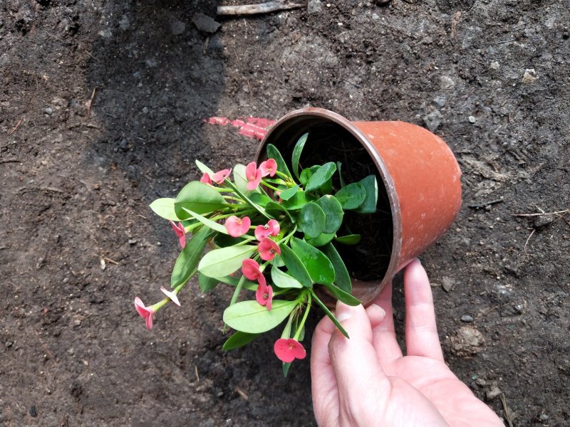 虎刺梅山东青州草花苗木基地直发一手货源