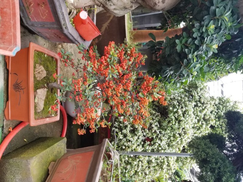 花卉盆景