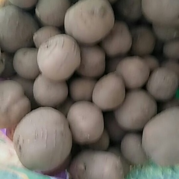 罗汉参