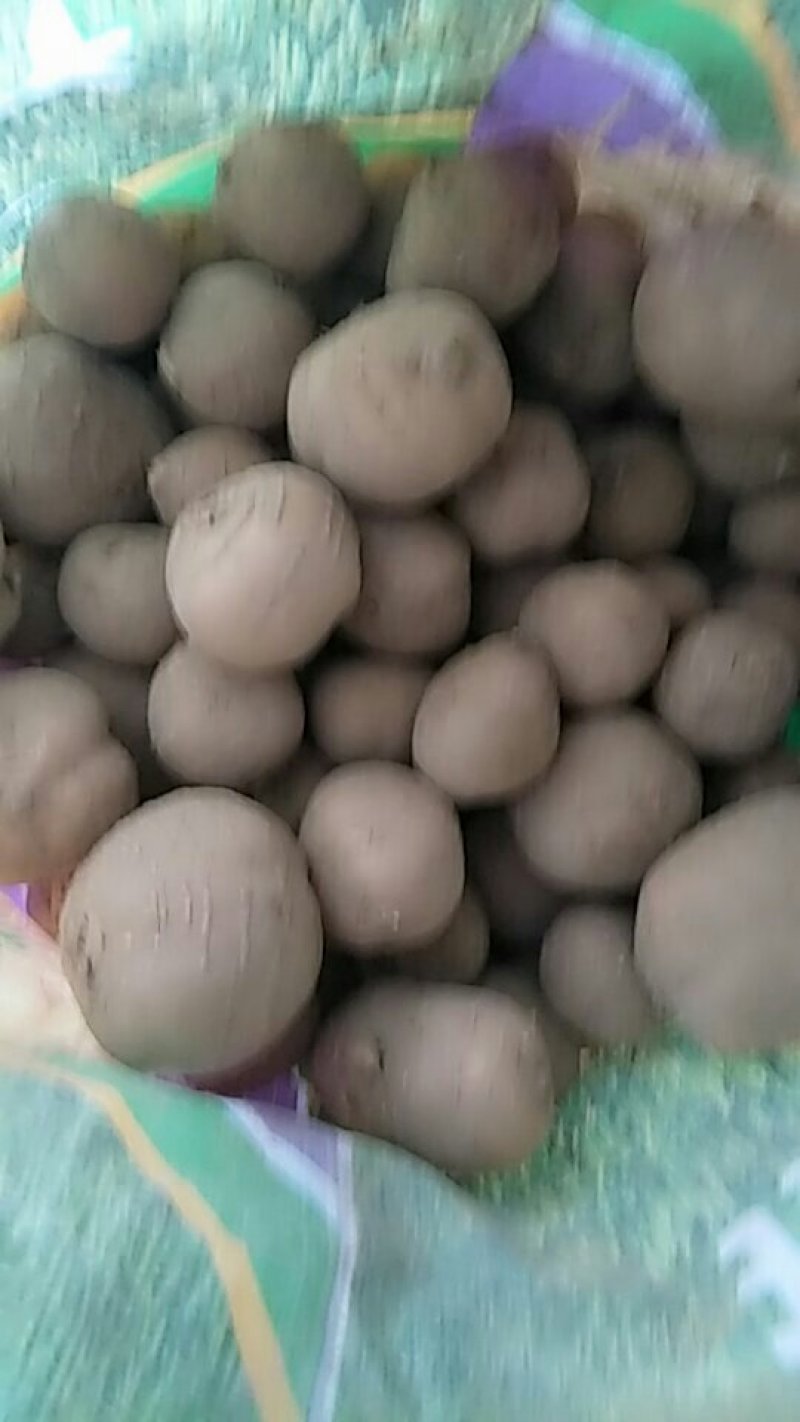 罗汉参
