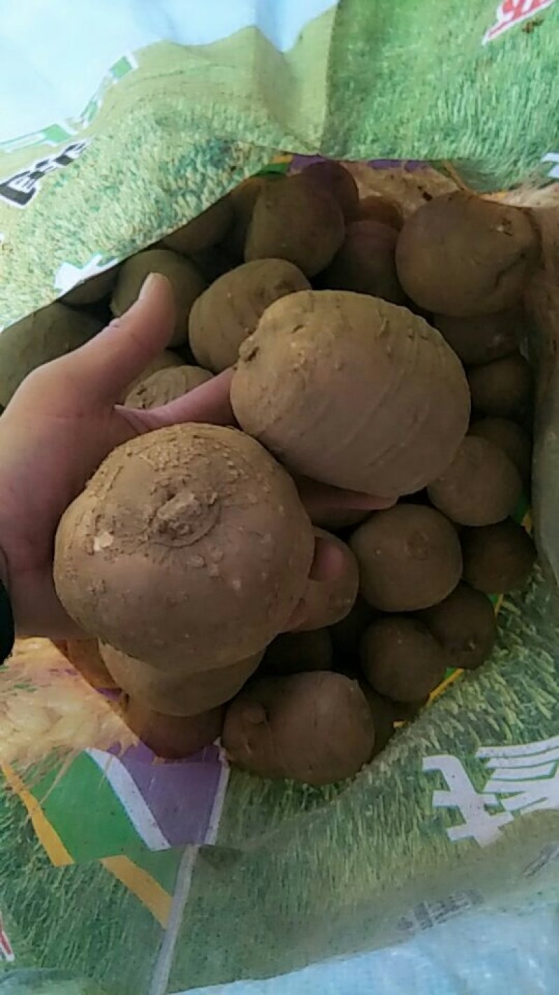 罗汉参
