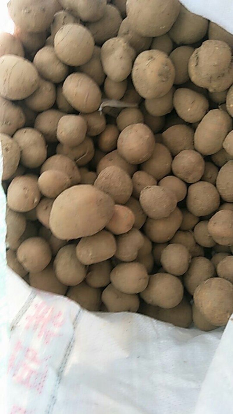 罗汉参
