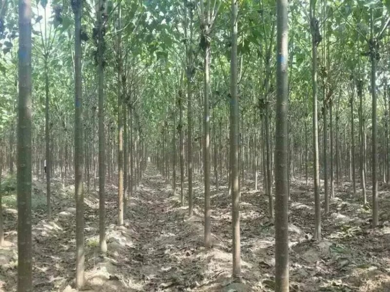 本基地供应各种规格楸树，梓树！货真价实，诚信交易！