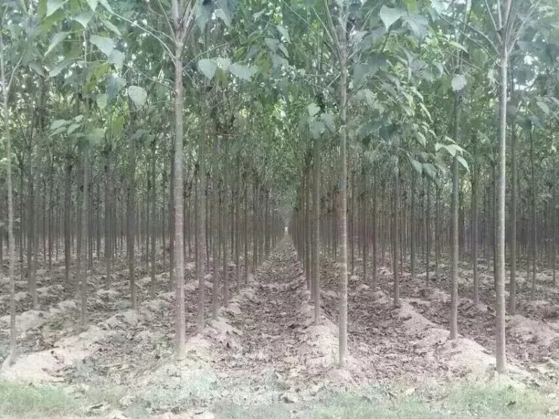 本基地供应各种规格楸树，梓树！货真价实，诚信交易！