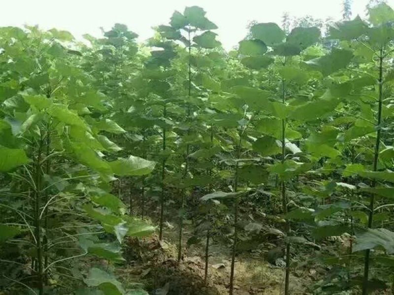 本基地供应各种规格楸树，梓树！货真价实，诚信交易！