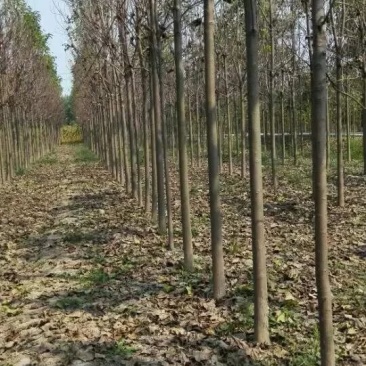 本基地供应各种规格楸树，梓树！货真价实，诚信交易！