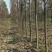 本基地供应各种规格楸树，梓树！货真价实，诚信交易！