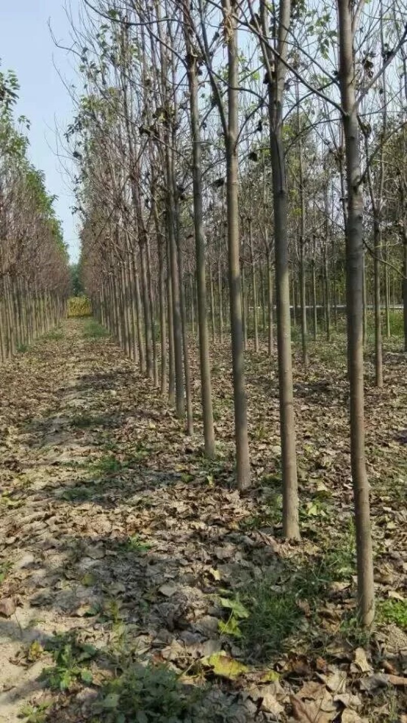 本基地供应各种规格楸树，梓树！货真价实，诚信交易！