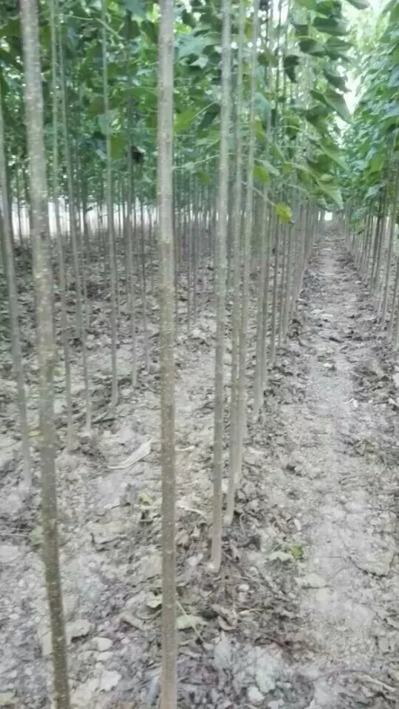 本基地供应各种规格楸树，梓树！货真价实，诚信交易！