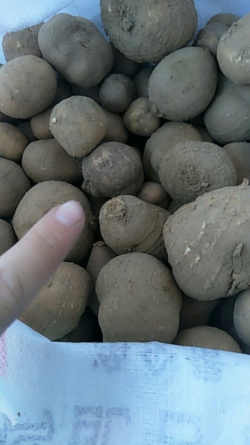 罗汉参精品