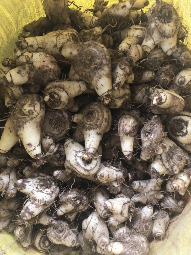 白芨
