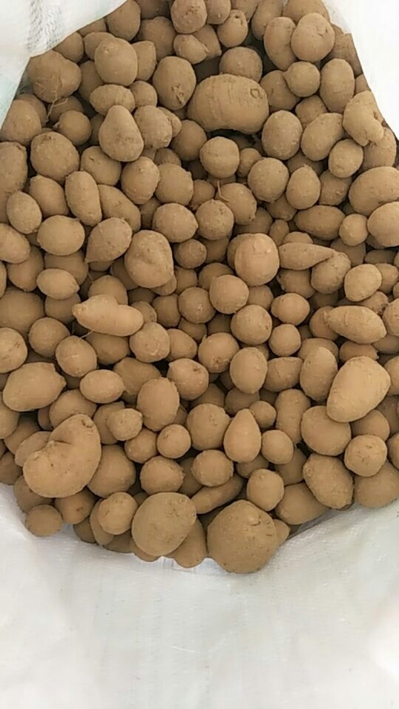 罗汉参精品