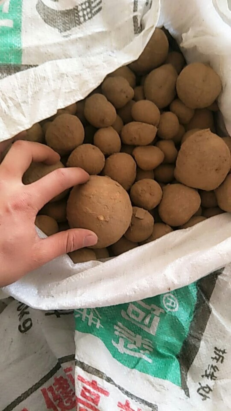 罗汉参精品