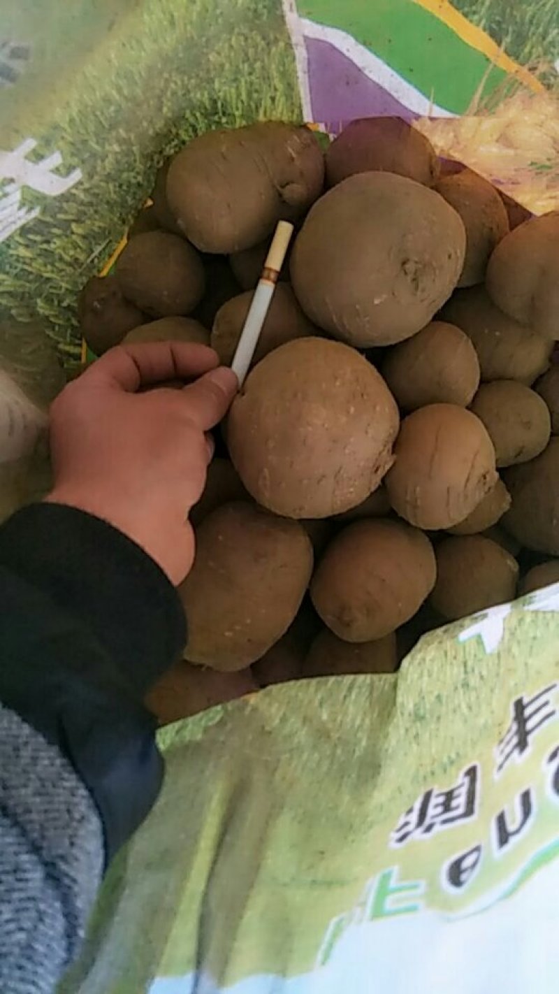 罗汉参精品