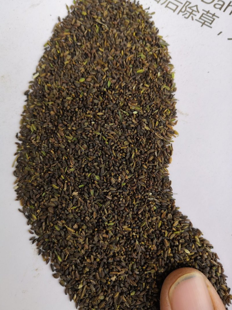 柴胡种子