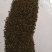 柴胡种子