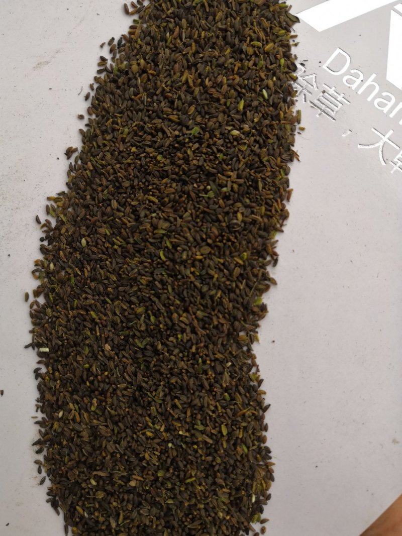 柴胡种子
