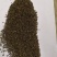 柴胡种子