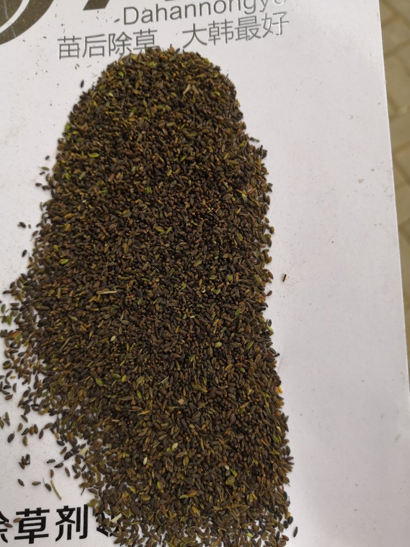 柴胡种子