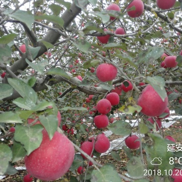 洛川苹果10斤装一件代发所有渠道供货非烟台山西阿克苏