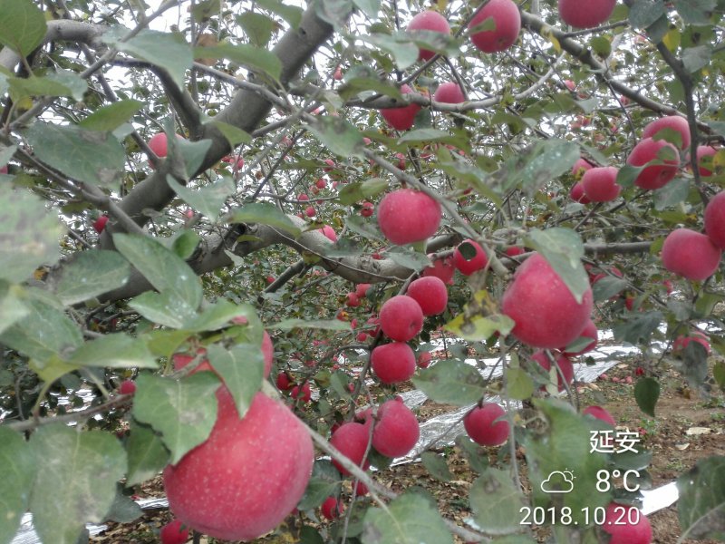 洛川苹果10斤装一件代发所有渠道供货非烟台山西阿克苏