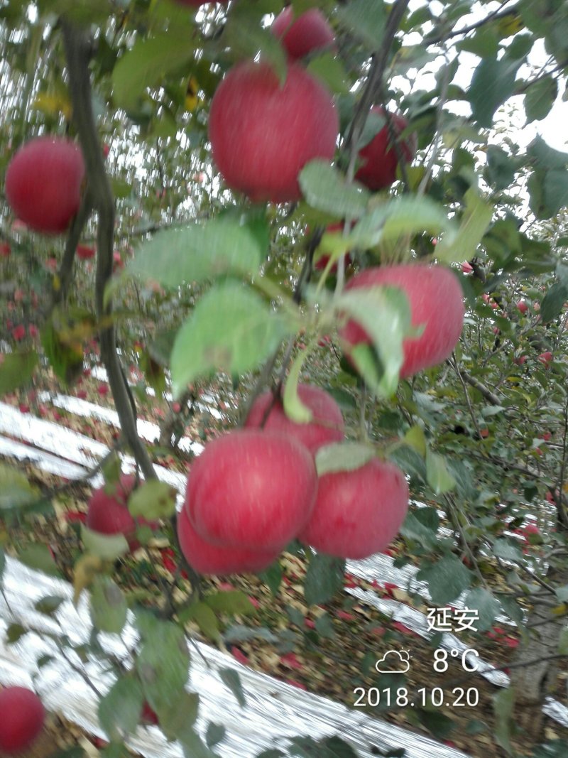 洛川苹果10斤装一件代发所有渠道供货非烟台山西阿克苏