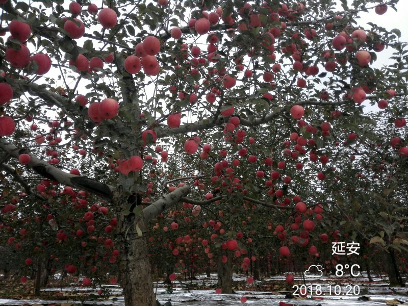 洛川苹果10斤装一件代发所有渠道供货非烟台山西阿克苏