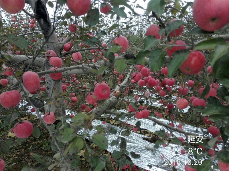 洛川苹果10斤装一件代发所有渠道供货非烟台山西阿克苏