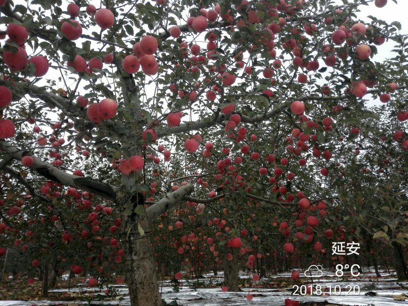 洛川苹果10斤装一件代发所有渠道供货非烟台山西阿克苏
