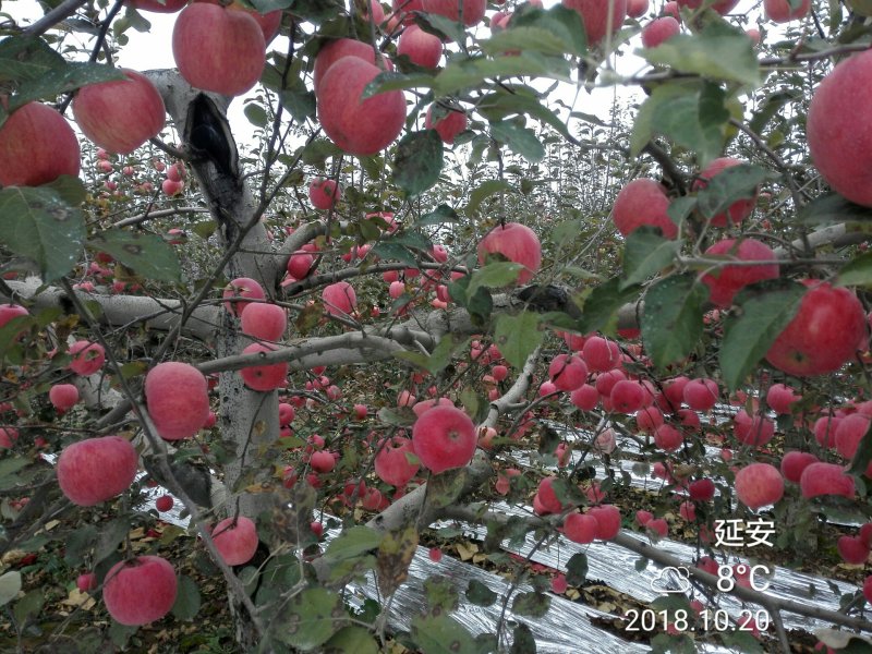 洛川苹果10斤装一件代发所有渠道供货非烟台山西阿克苏