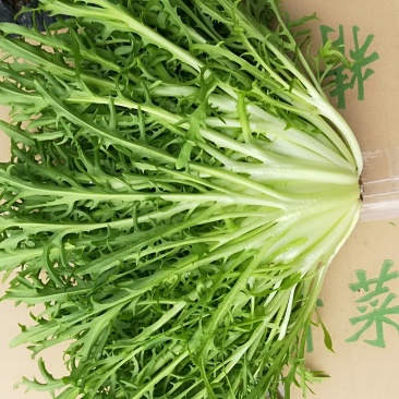 精品苦菊