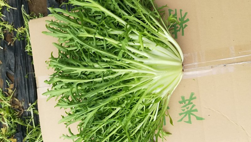 精品苦菊