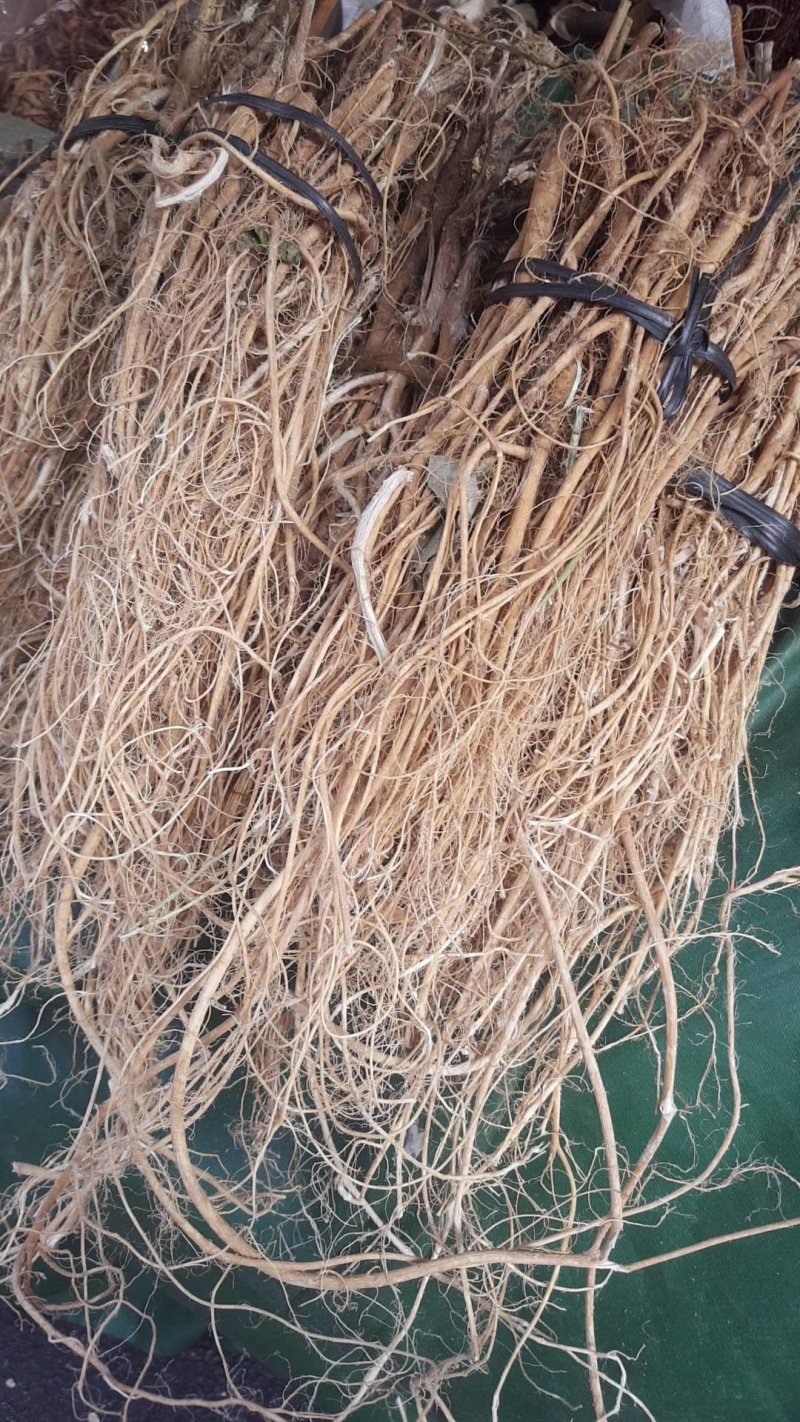 石参根无硫虎尾轮