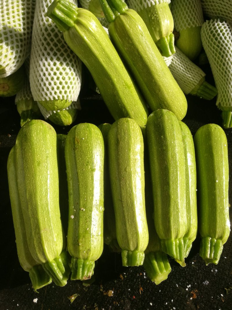 西葫芦4公两左右，条形好，货源充足！！！✔✔✔✔✔✔✔