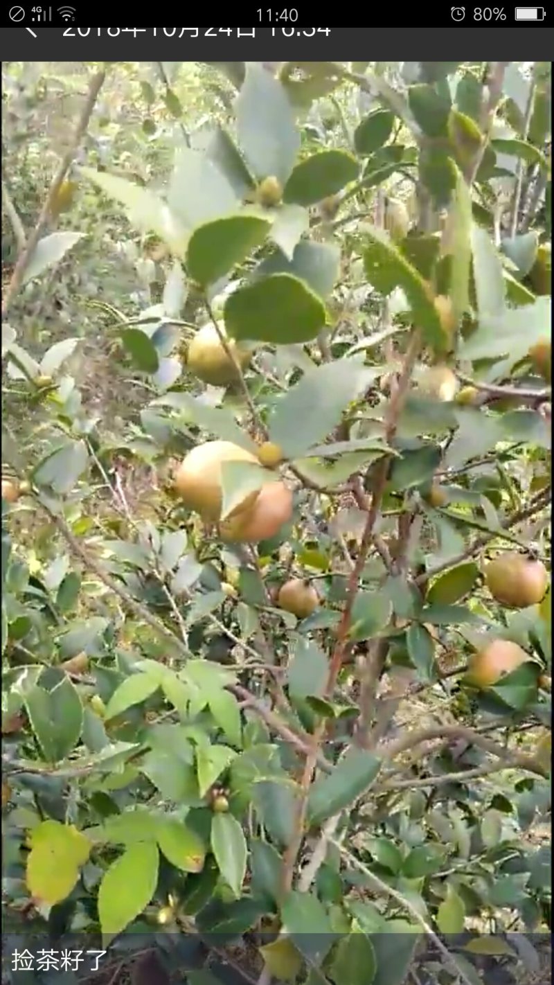 山茶油