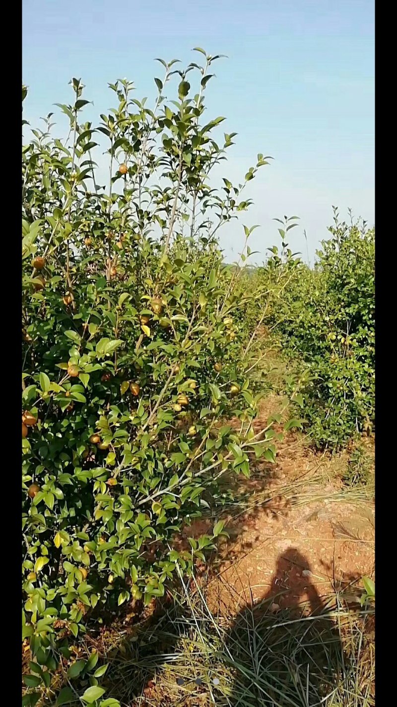 山茶油