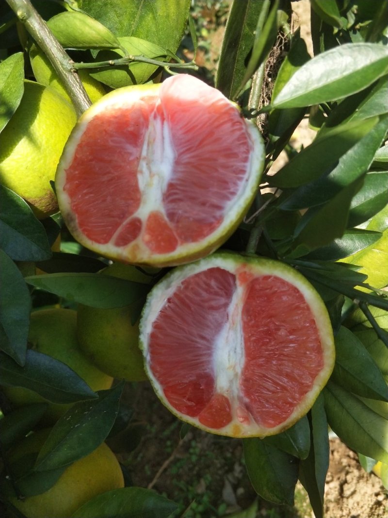 血橙苗