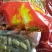 古蔺脆皮蹄花