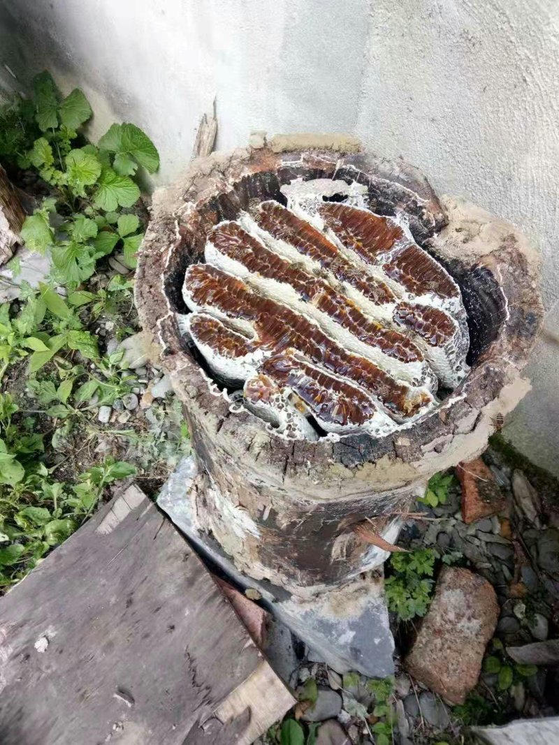 高山蜂蜜正宗中蜂糖热卖中，货真价实，假一赔十，量大优惠哟