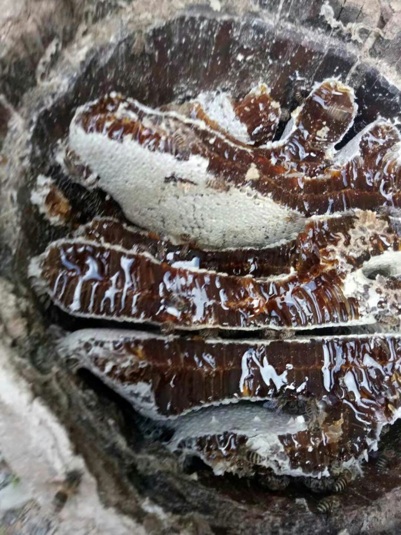 高山蜂蜜正宗中蜂糖热卖中，货真价实，假一赔十，量大优惠哟