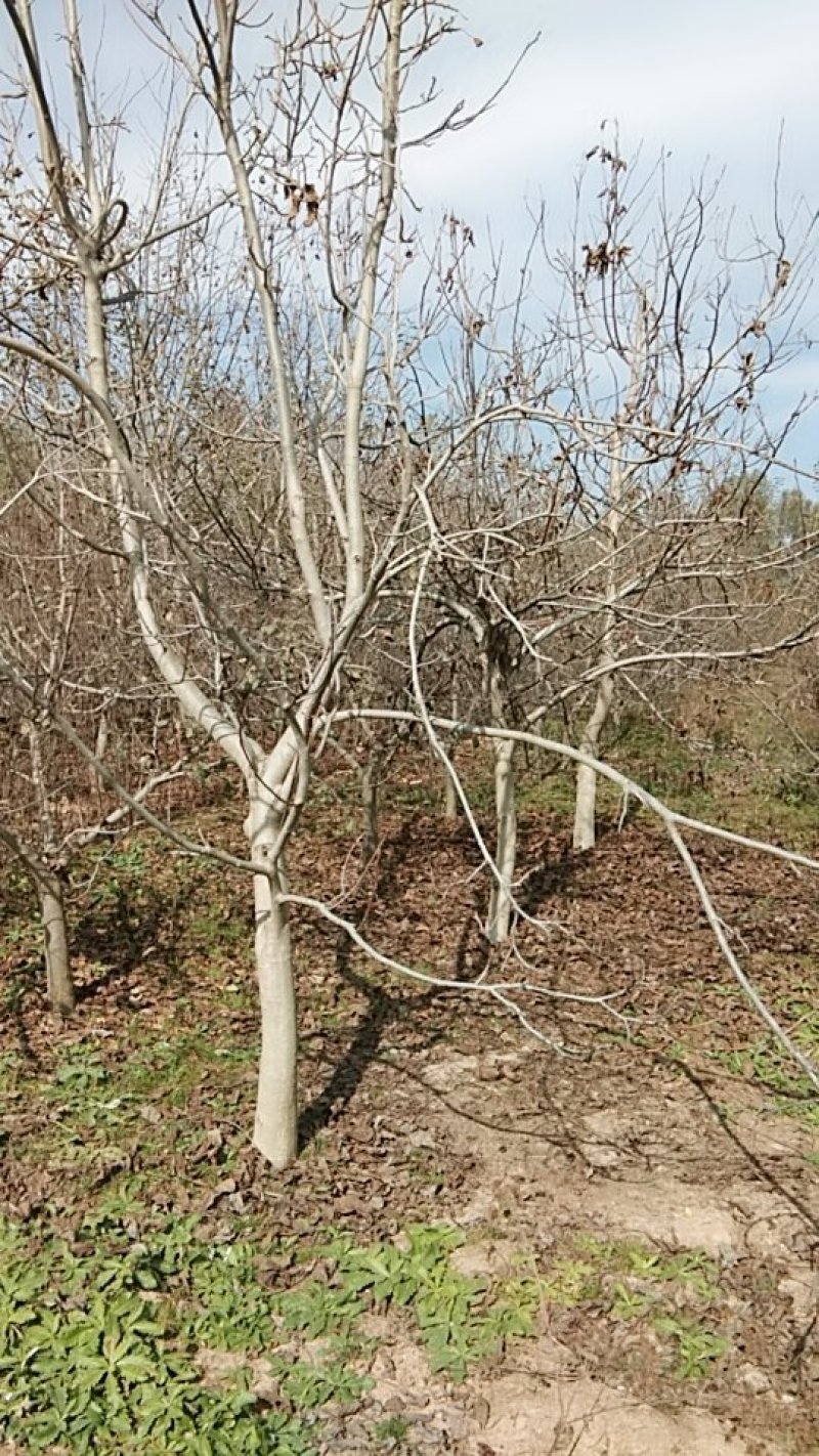 核桃树
