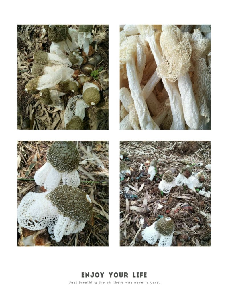 纯天然竹荪