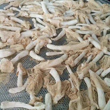 纯天然竹荪