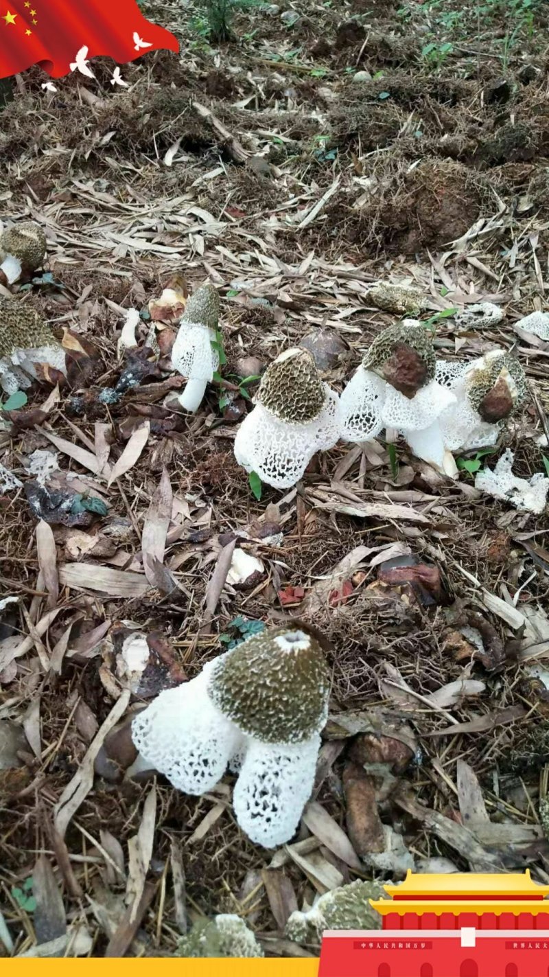 纯天然竹荪